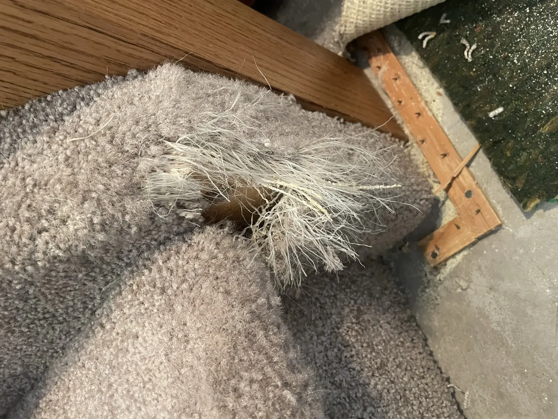 Doorway Pet Damage Repair - Before
