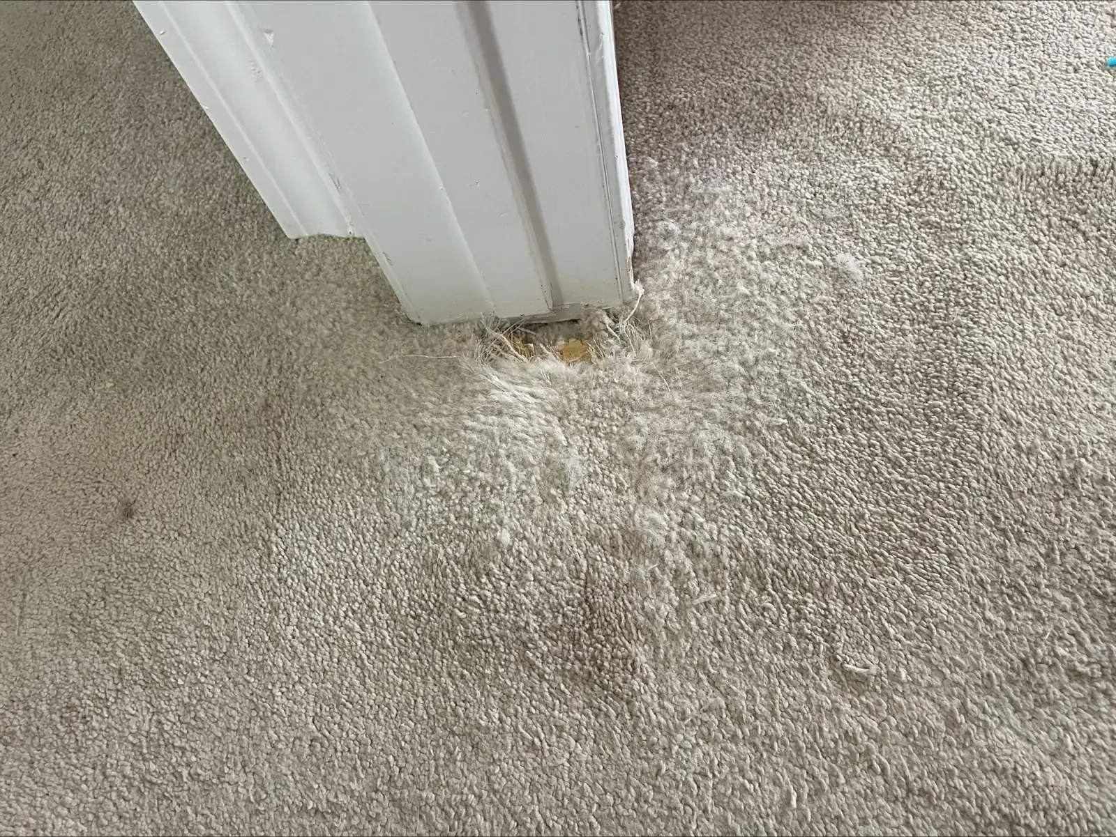 Pet Damage Patch Repair - Before